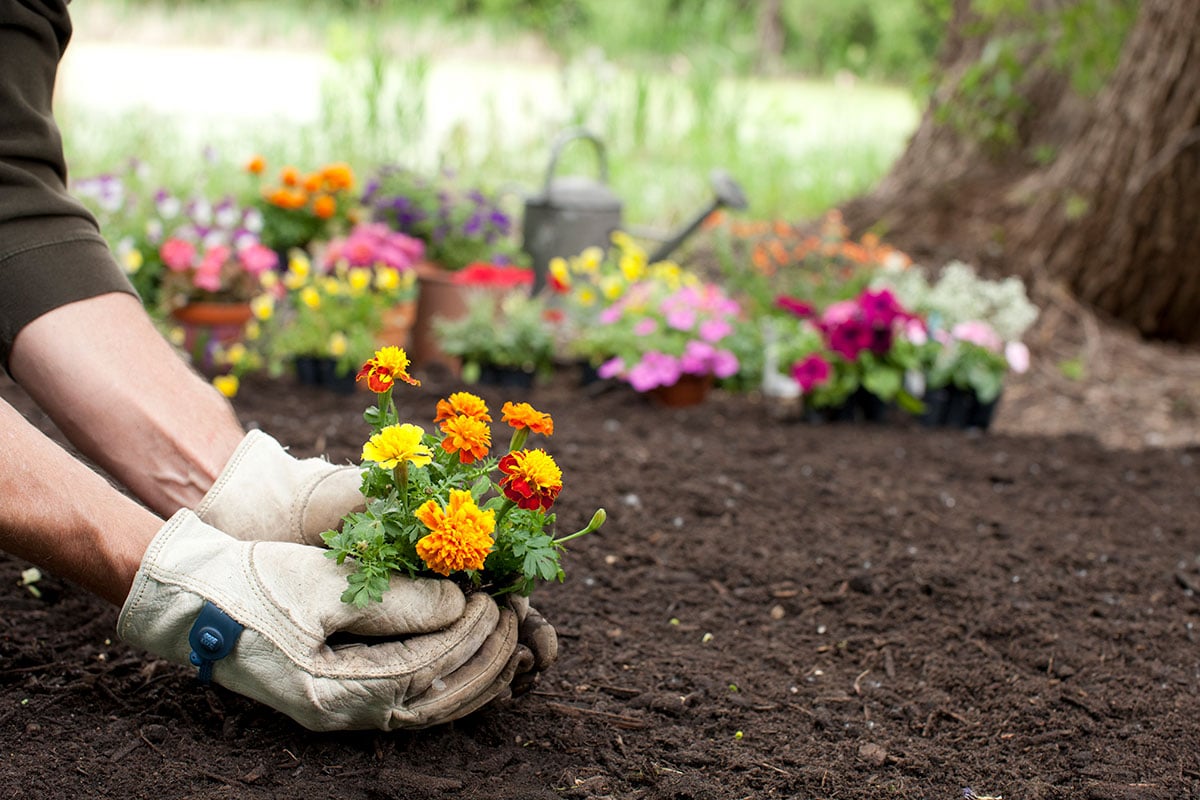 10 Best Flowers to Plant in the Summer