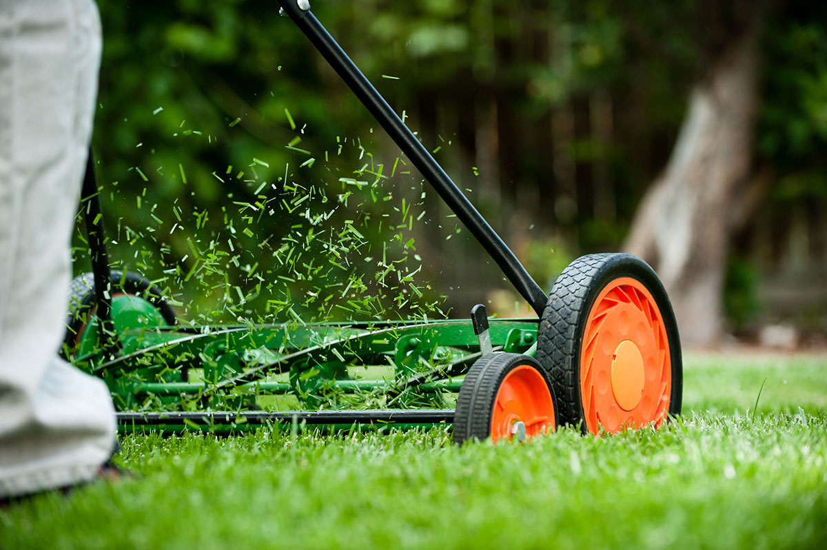 Lawn mower best sale that collects grass