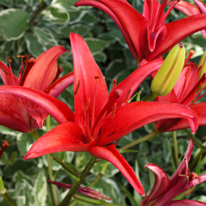 Asiatic Lily, The Best Bulbs to Plant in Spring