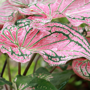 Caladium, The Best Bulbs to Plant in Spring