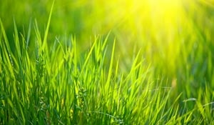 How to Protect Your Lawn From the Summer Heat